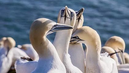 kaiyun开云入口平台-圣埃蒂安战胜梅斯，豪取新赛季首场胜利，法甲圣埃蒂安对梅斯