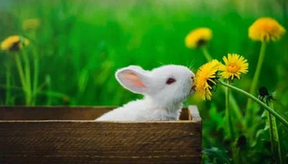 开云集团中国官网-凯尔特人大胜，战绩继续领跑东部，凯尔特人比赛集锦